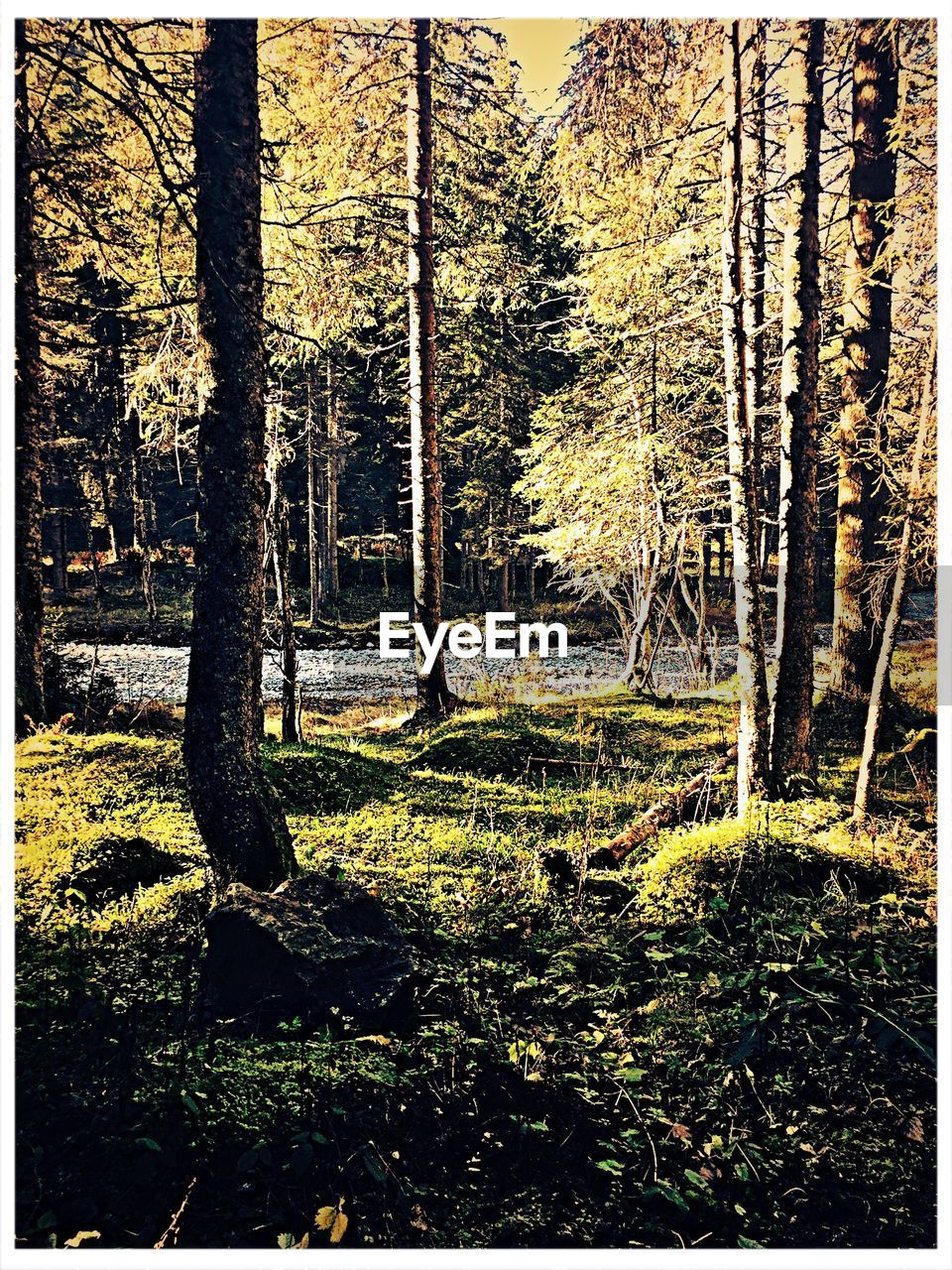 TREES IN FIELD