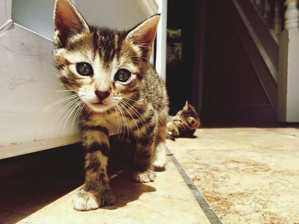 PORTRAIT OF CAT SITTING ON FLOOR