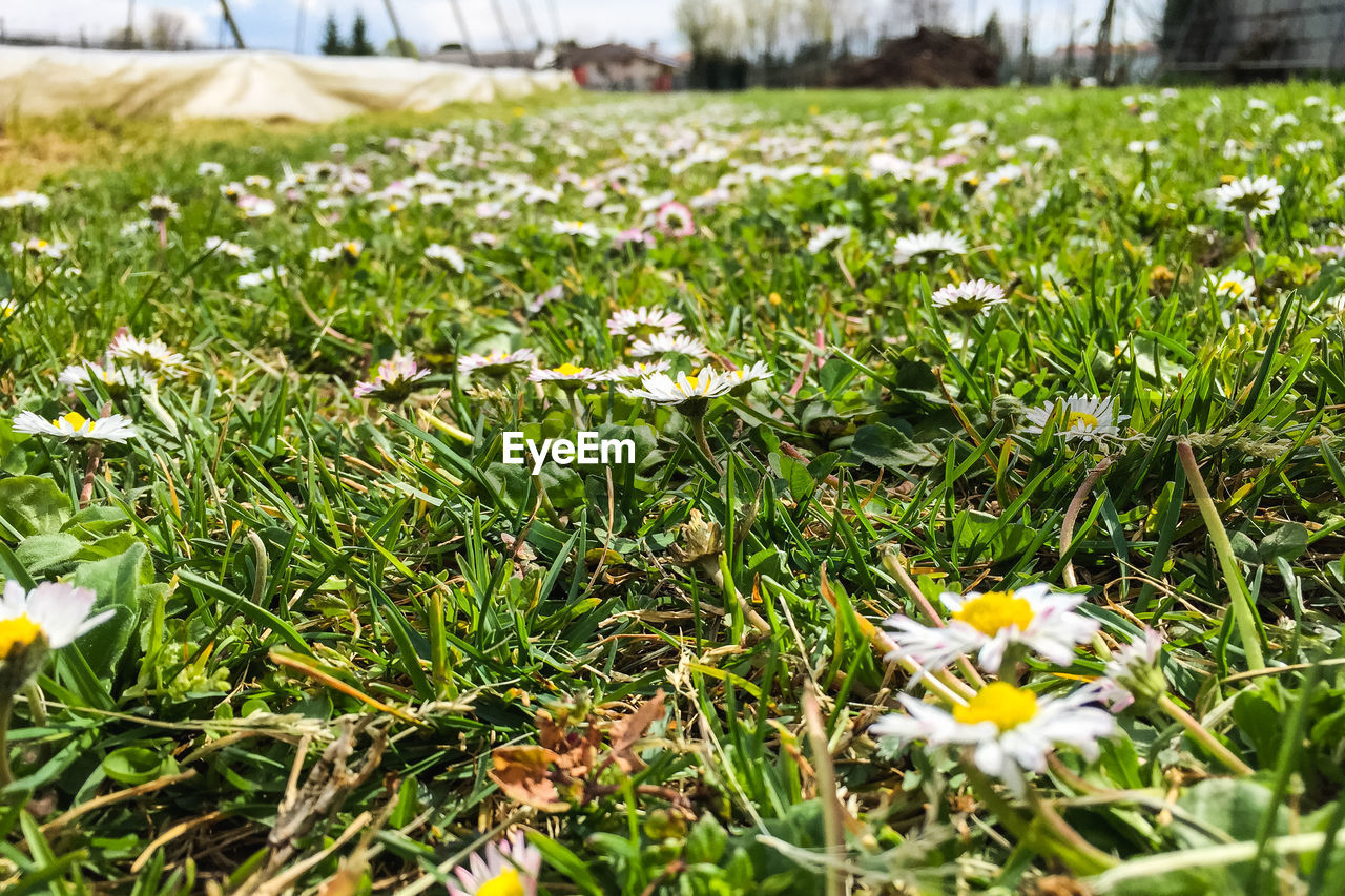 Close-up of crocus flowers blooming on field