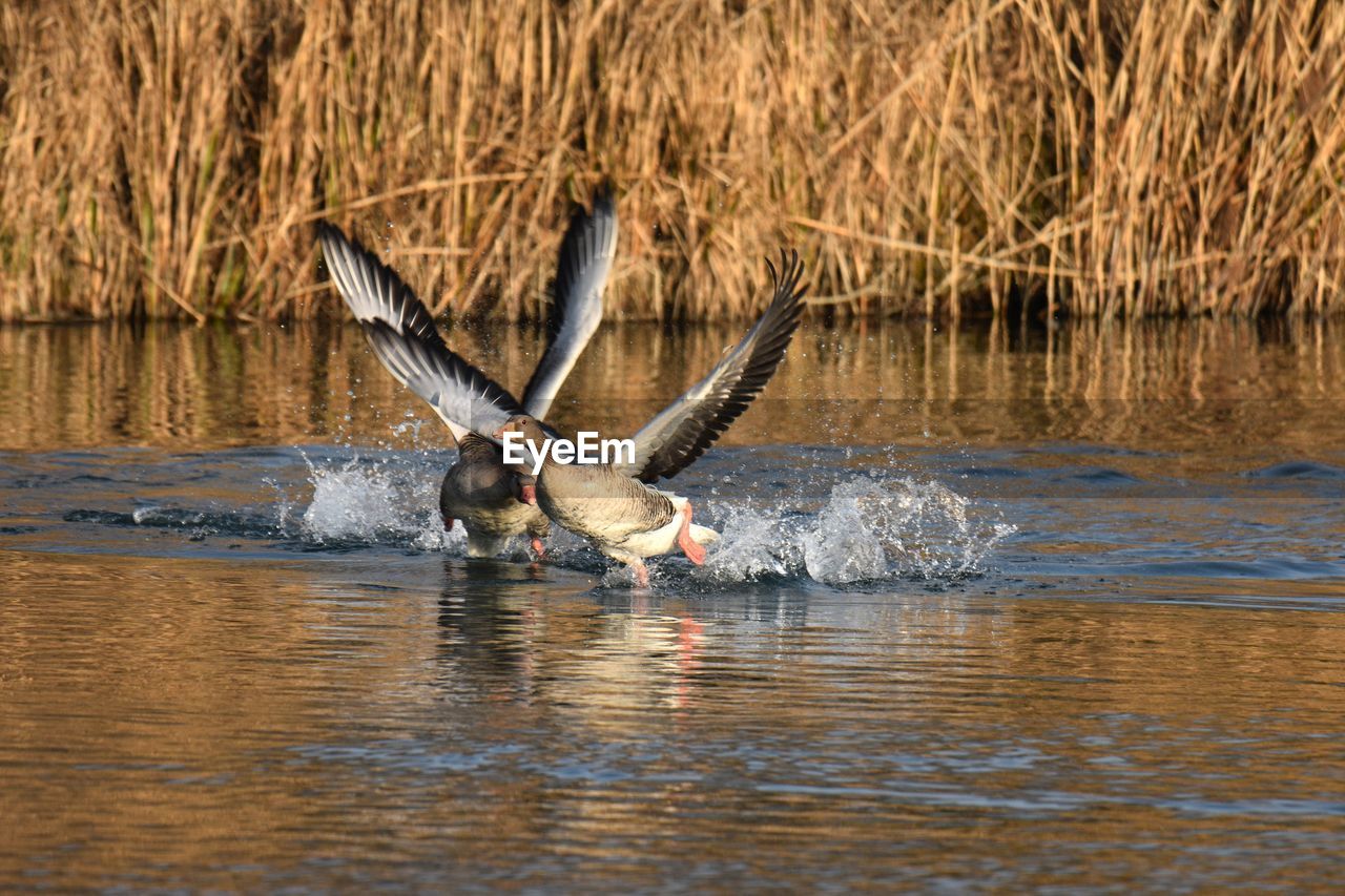 Greylag geese flying over lake