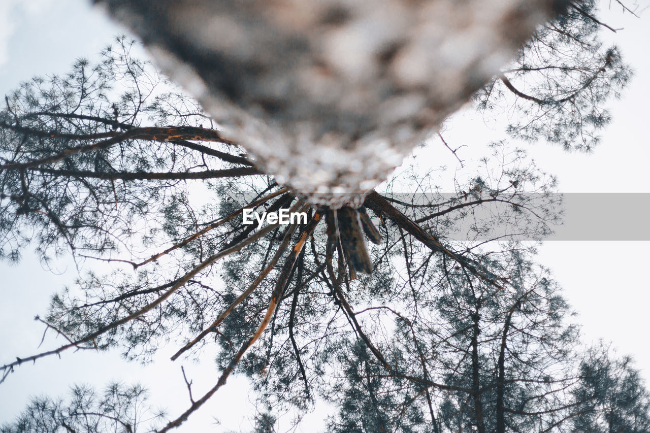 Low angle view of snow on tree against sky