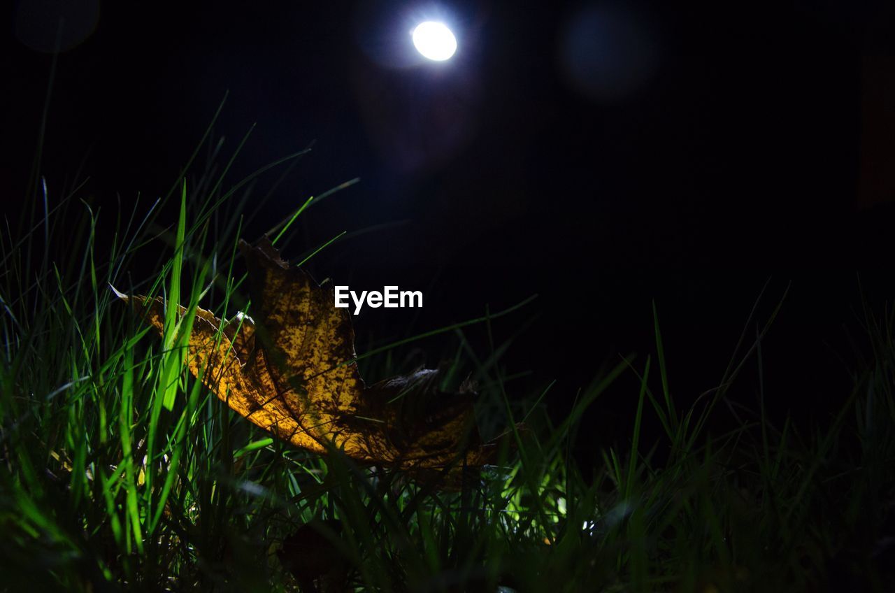 CLOSE-UP OF ILLUMINATED GRASS