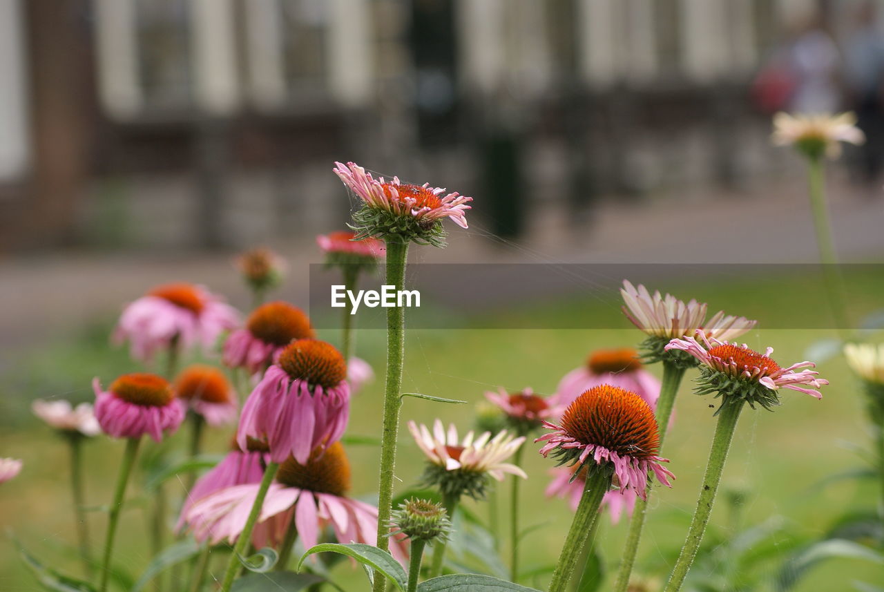 Close-up of pink flowers