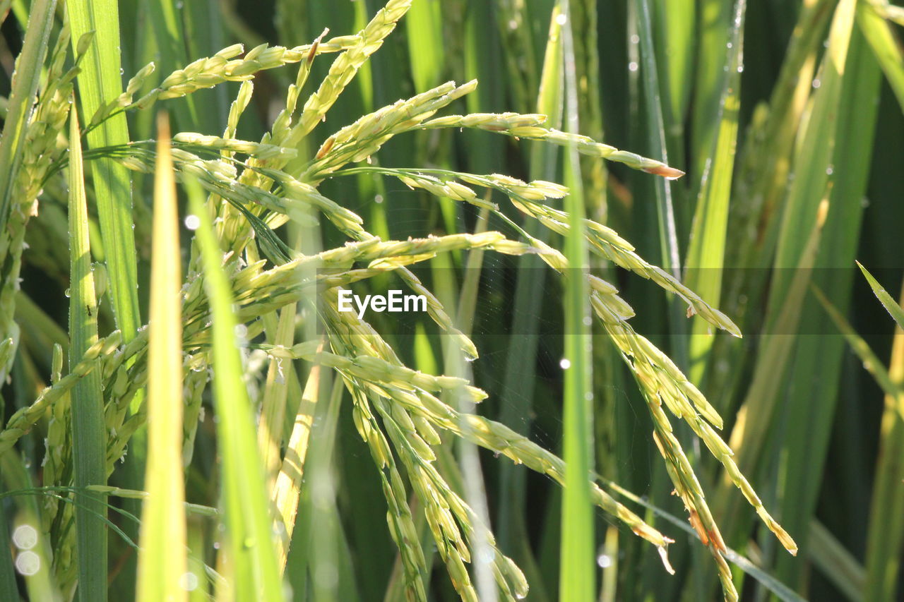 Close-up of crops growing on field