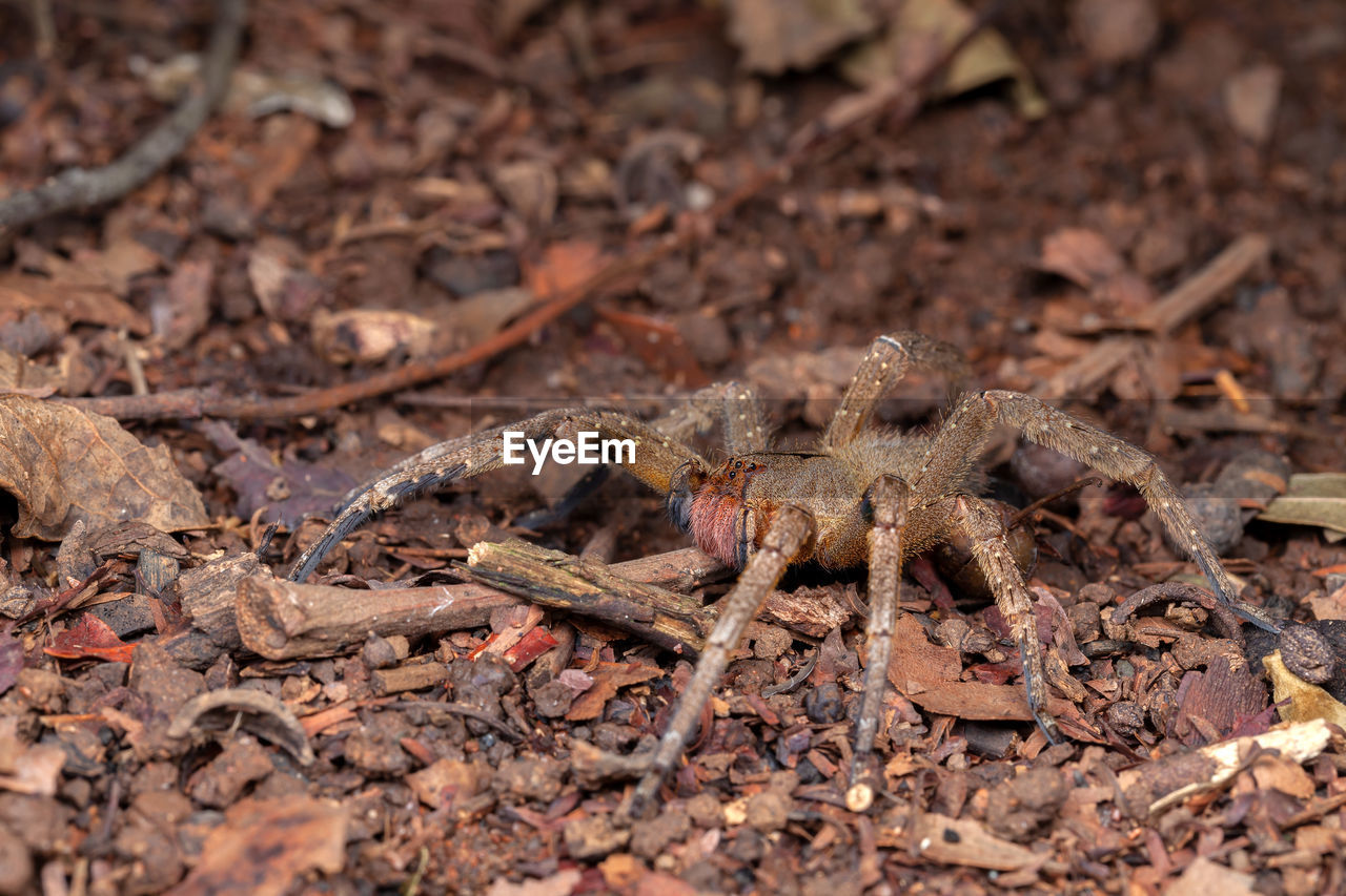 Brazilian wandering spider phoneutria nigriventer