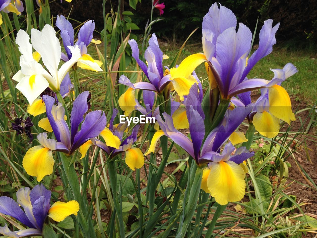 Iris flowers blooming in garden