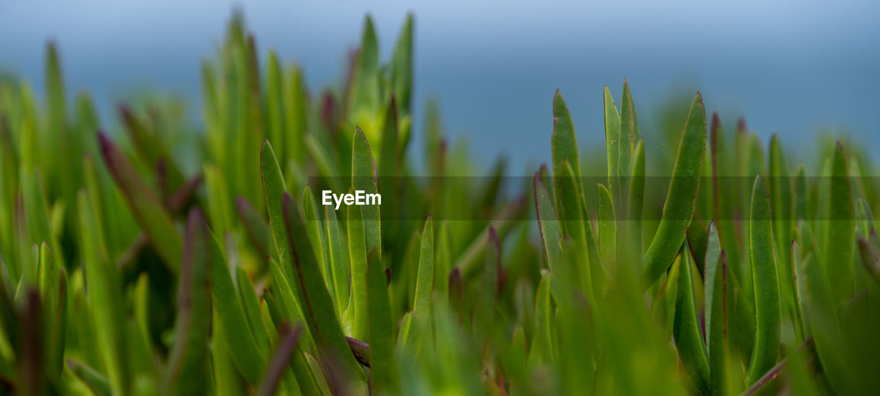 plant, green, growth, grass, nature, field, agriculture, land, beauty in nature, no people, cereal plant, crop, close-up, grassland, landscape, rural scene, flower, plant stem, sky, meadow, lawn, day, selective focus, farm, focus on foreground, outdoors, prairie, environment, leaf, tranquility, sunlight, freshness, food, food and drink, water, wheatgrass, macro photography, barley, paddy field