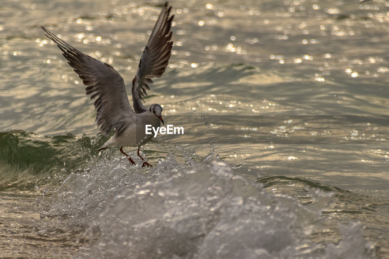 Bird flying over sea