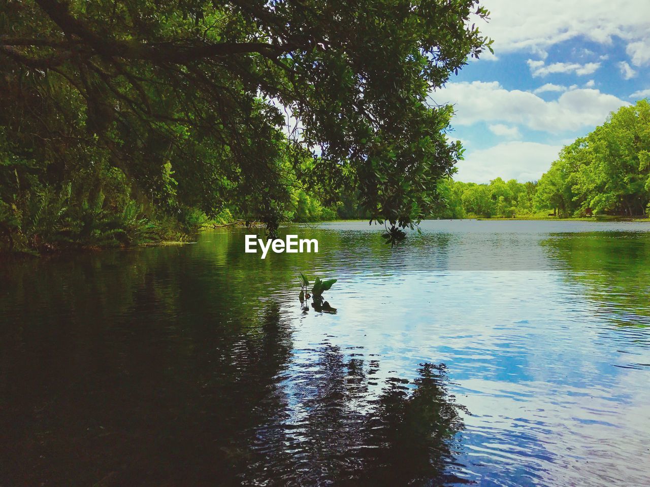 SWAN SWIMMING ON LAKE AGAINST SKY