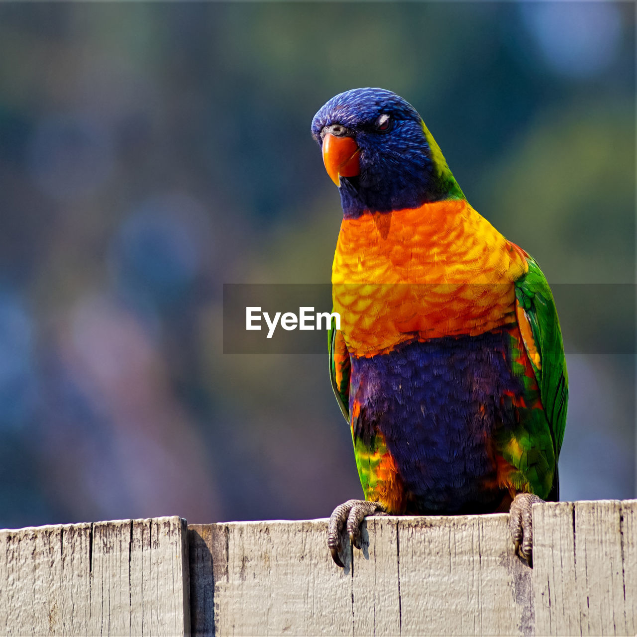 Close-up of parrot perching on wooden post