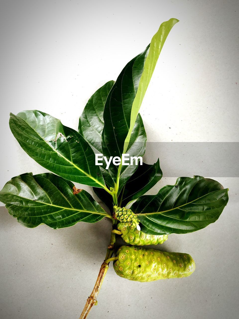 HIGH ANGLE VIEW OF GREEN LEAVES ON TABLE