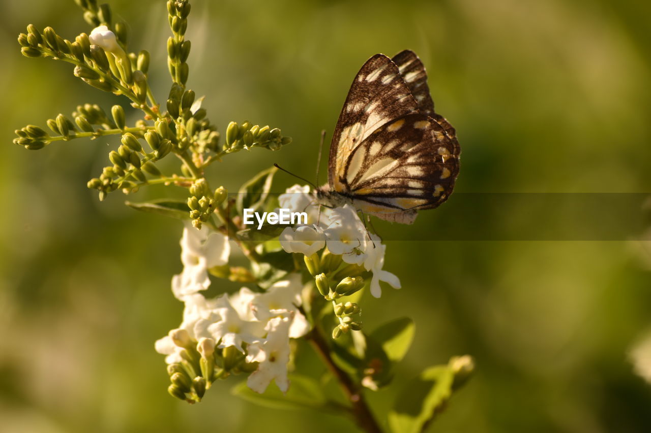 CLOSE-UP OF BUTTERFLY POLLINATING ON FLOWERS