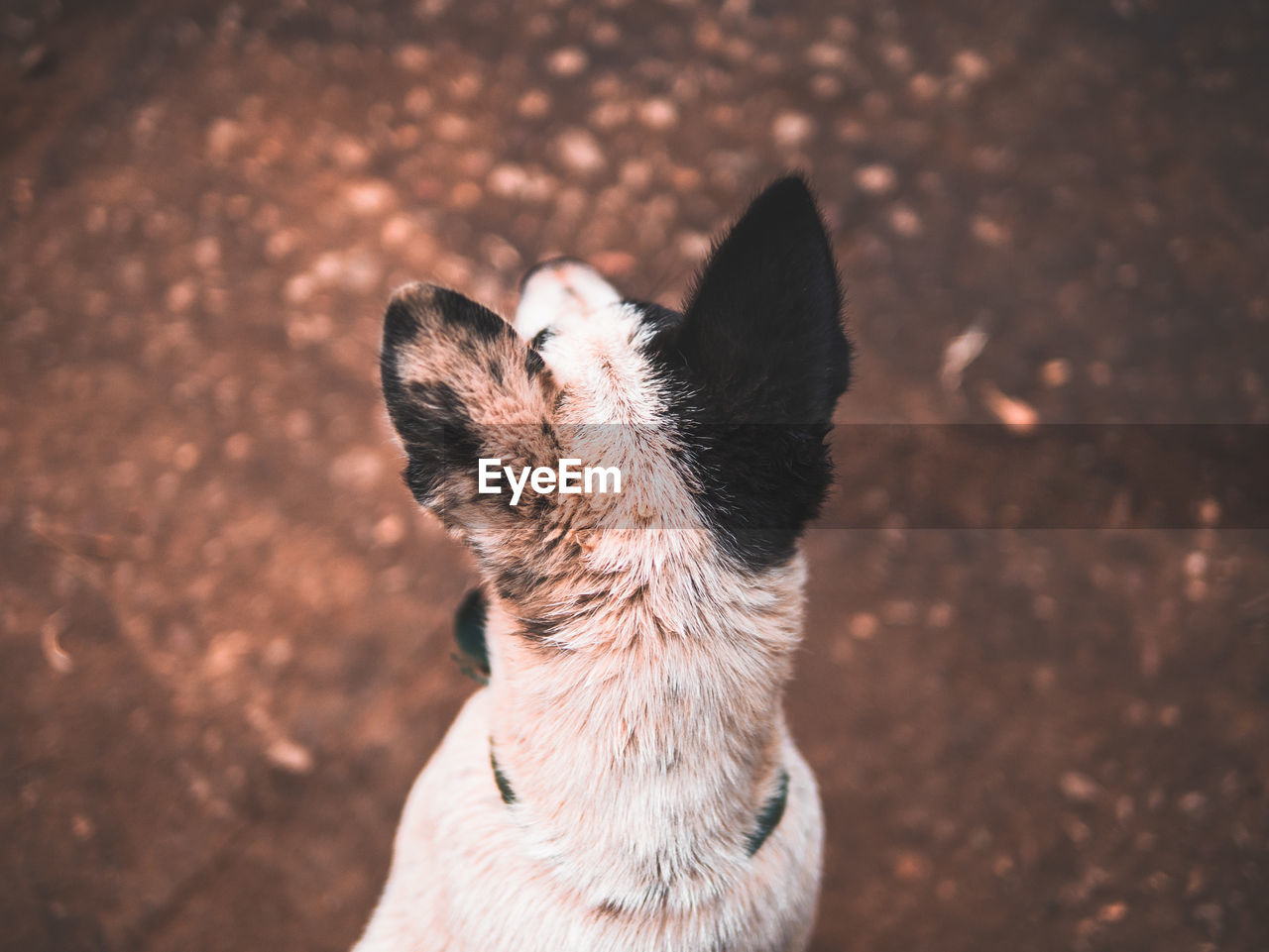 CLOSE-UP OF A DOG ON FLOOR