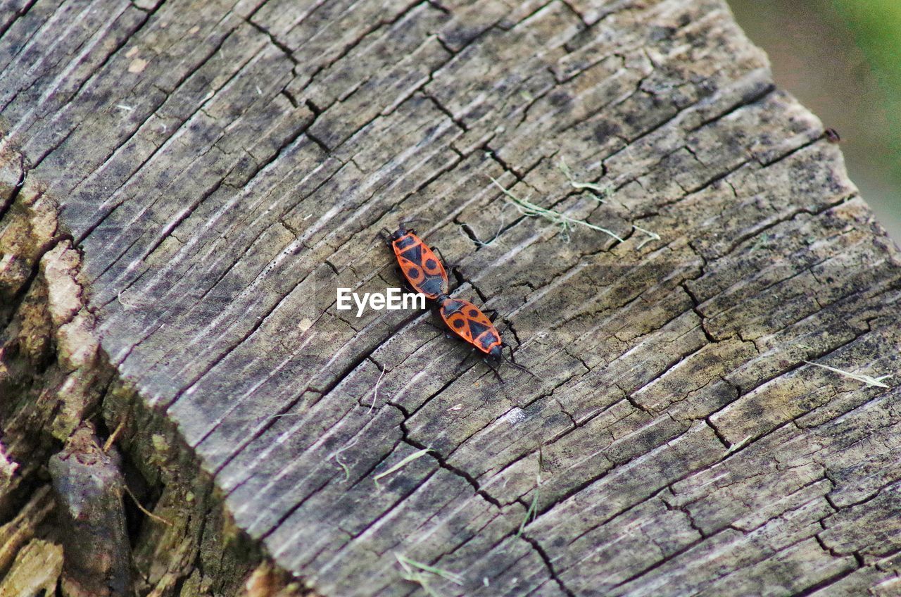 CLOSE-UP OF INSECT ON WOOD