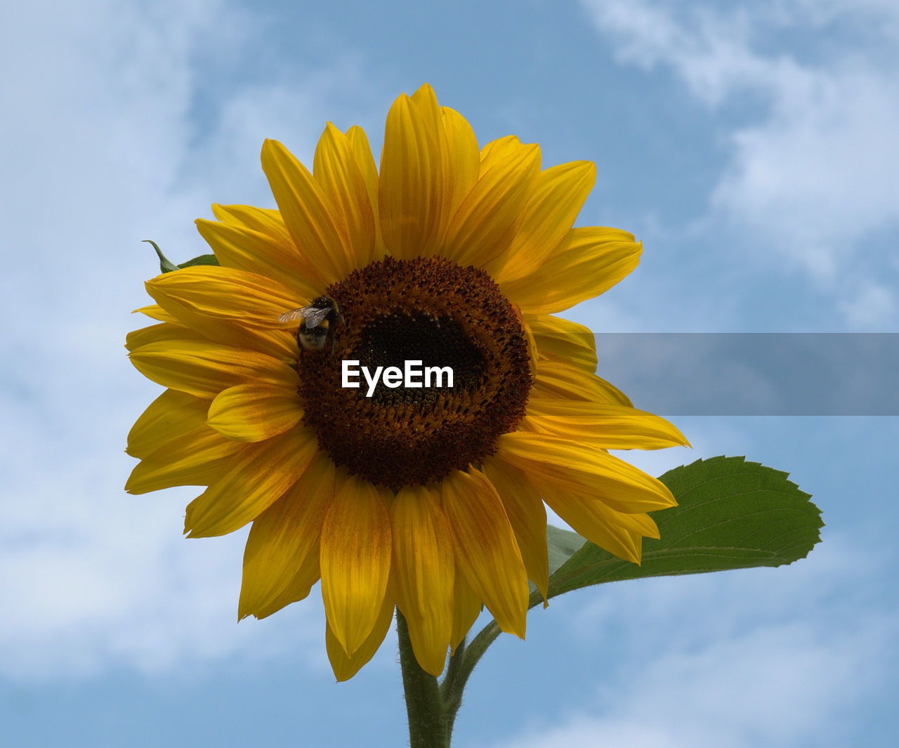 CLOSE-UP OF SUNFLOWER AGAINST SKY