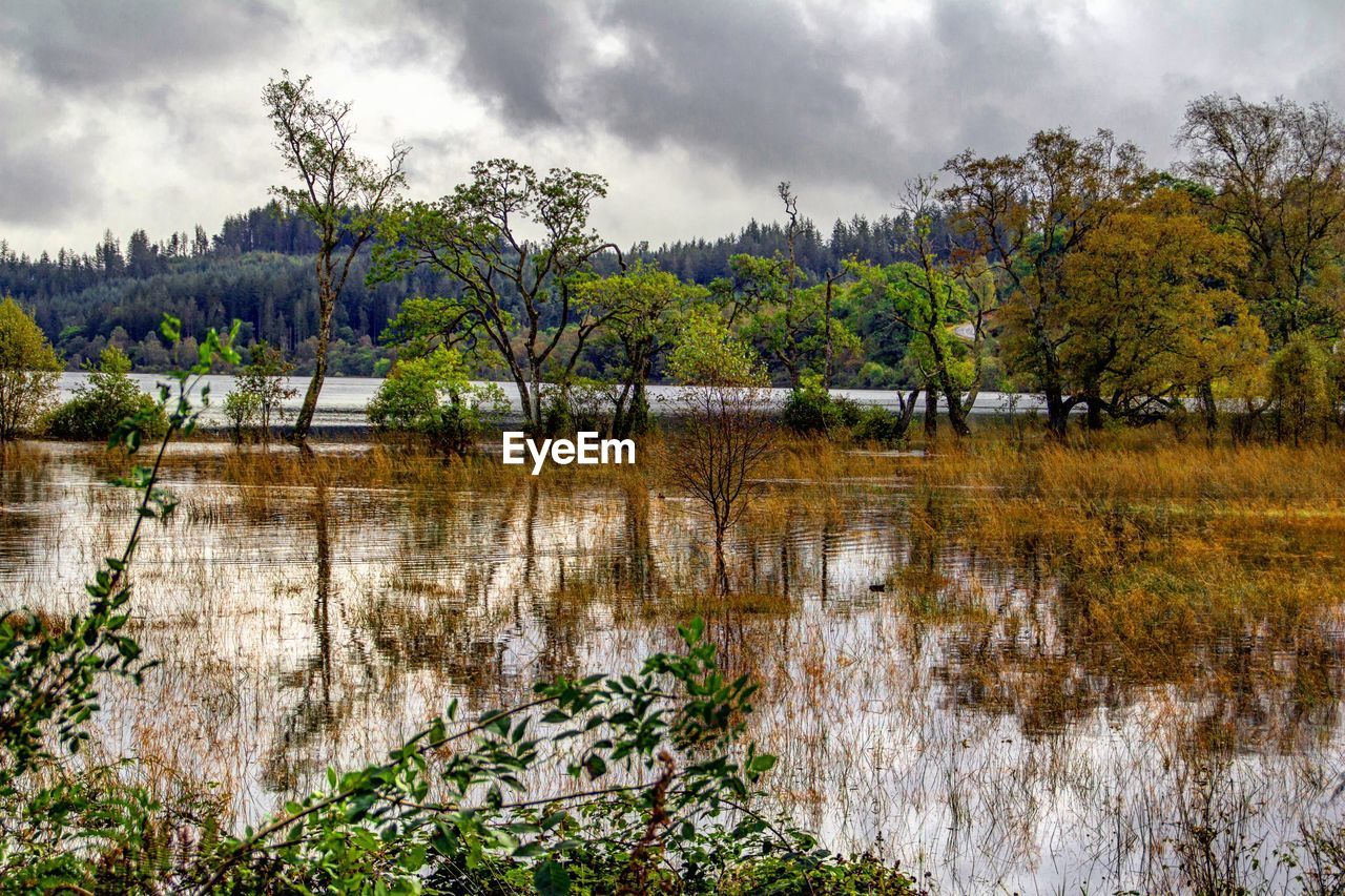 SCENIC VIEW OF RIVER IN FOREST DURING AUTUMN