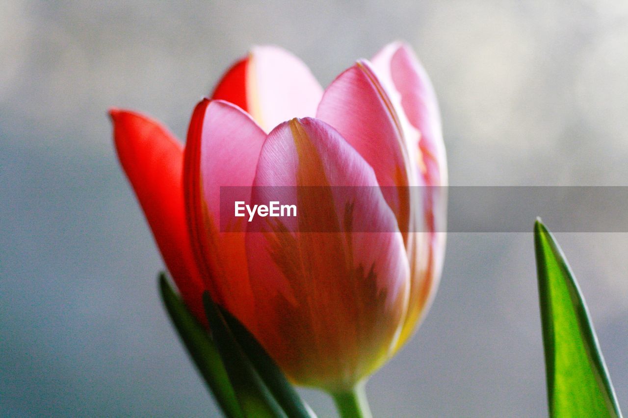 flower, flowering plant, plant, freshness, close-up, beauty in nature, fragility, tulip, petal, nature, inflorescence, flower head, macro photography, plant stem, growth, no people, focus on foreground, pink, bud, red, leaf, plant part, springtime, outdoors, day