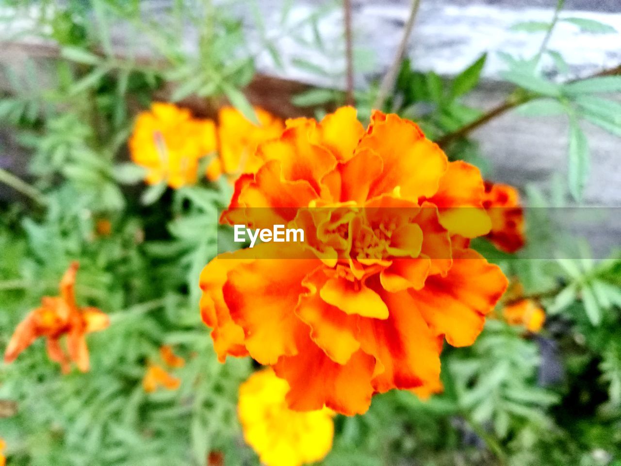 CLOSE-UP OF MARIGOLD FLOWERS BLOOMING OUTDOORS