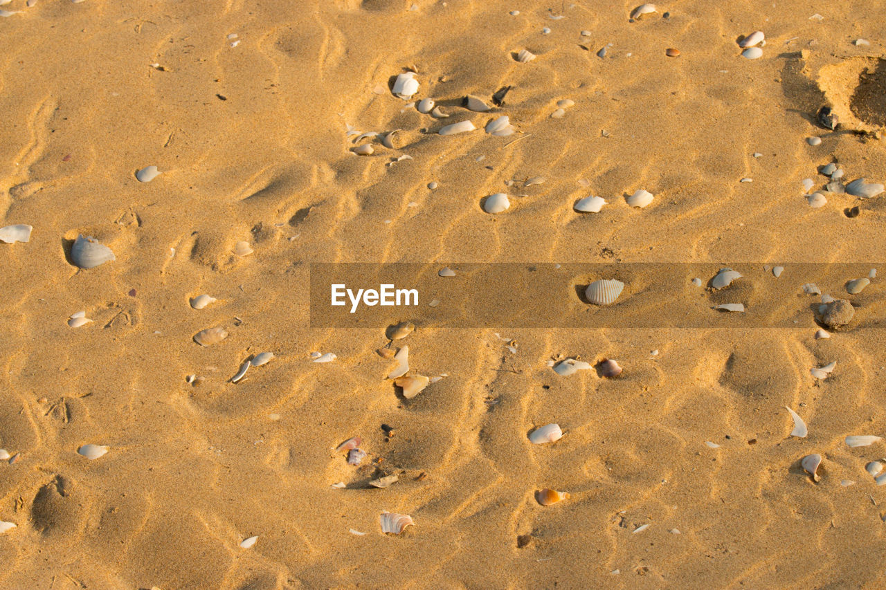 HIGH ANGLE VIEW OF FOOTPRINTS ON SANDY BEACH