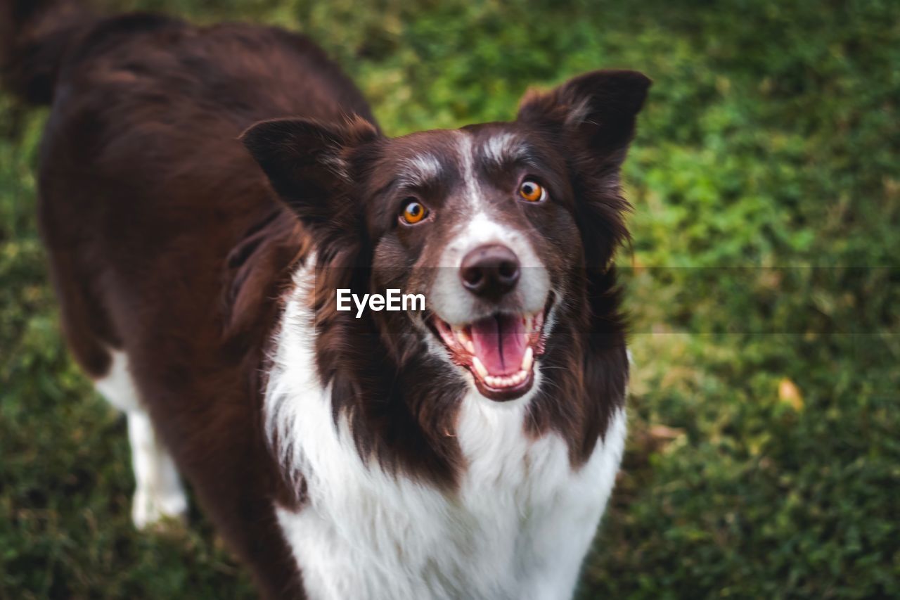 CLOSE-UP PORTRAIT OF DOG ON THE GROUND