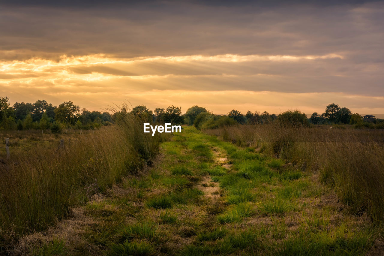 Swamp in recke, germany.