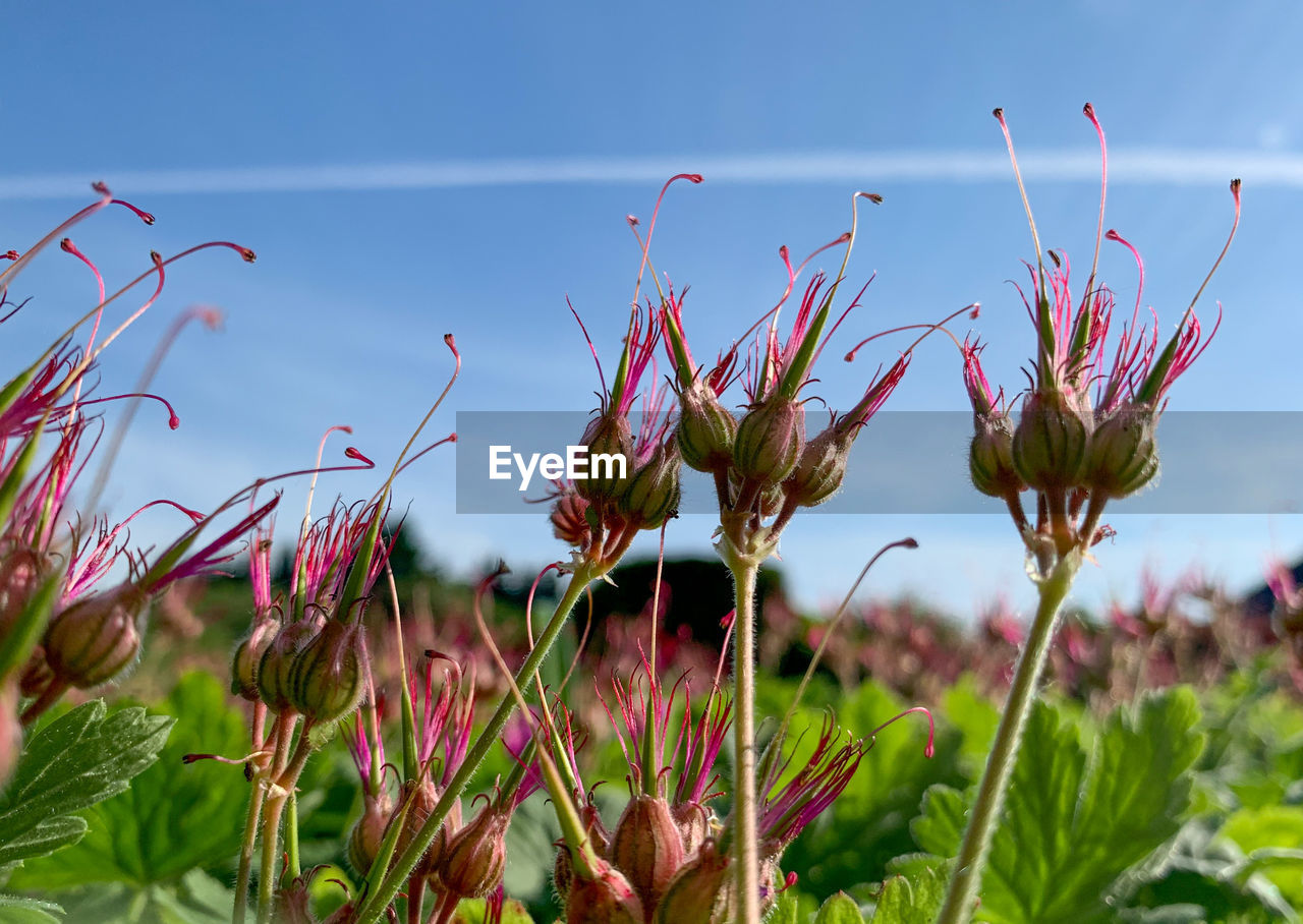 CLOSE-UP OF PINK FLOWERING PLANTS GROWING ON FIELD