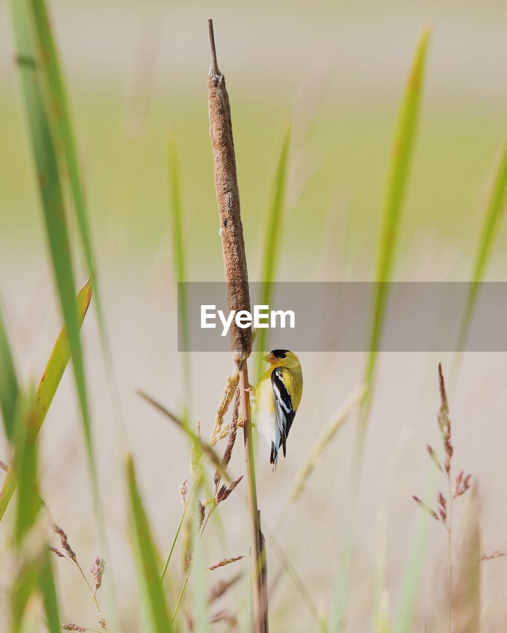 Close-up of american goldfinch on grass
