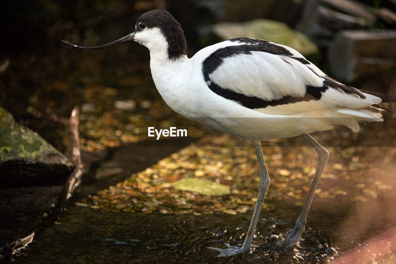 Pied avocet