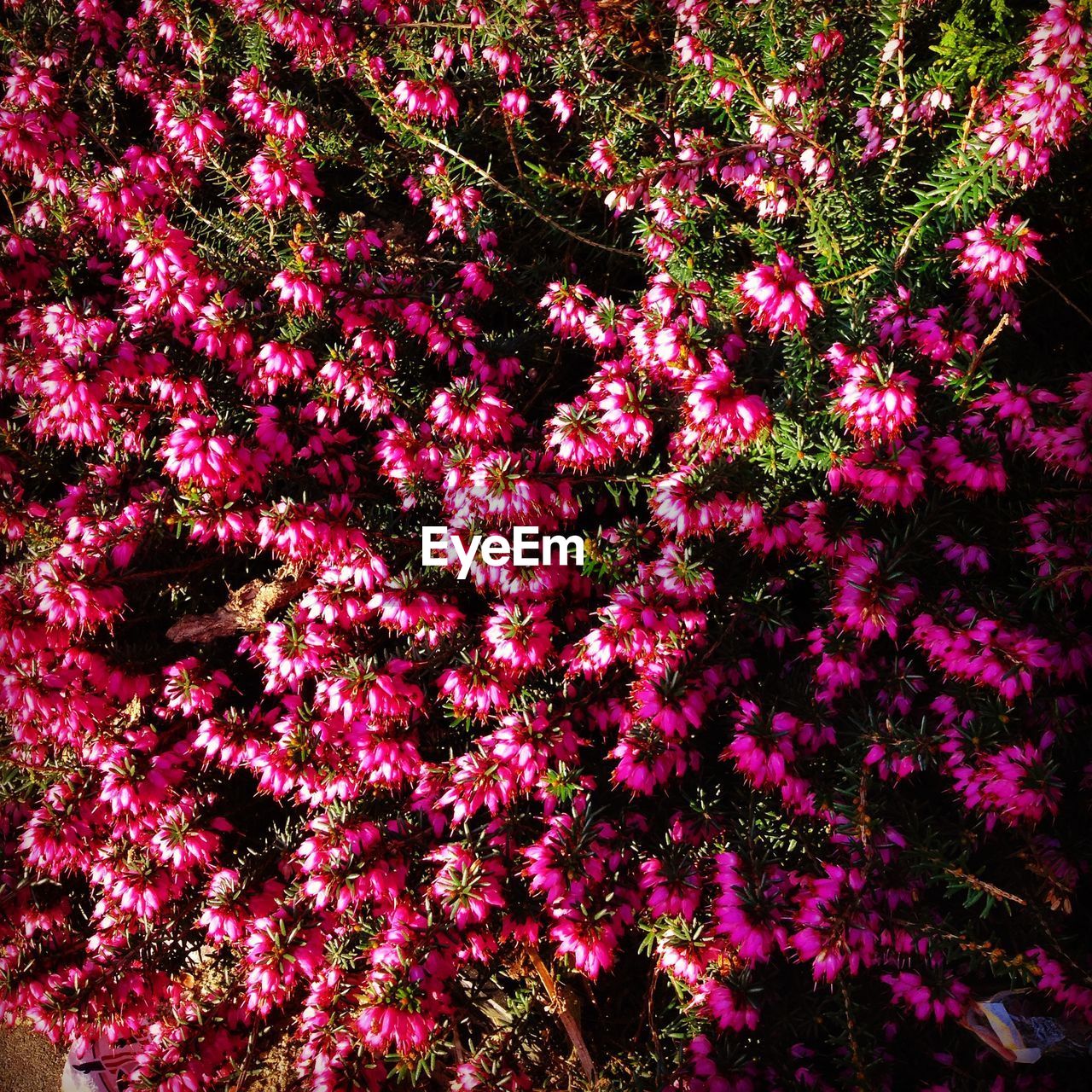 High angle view of pink flowers blooming on tree