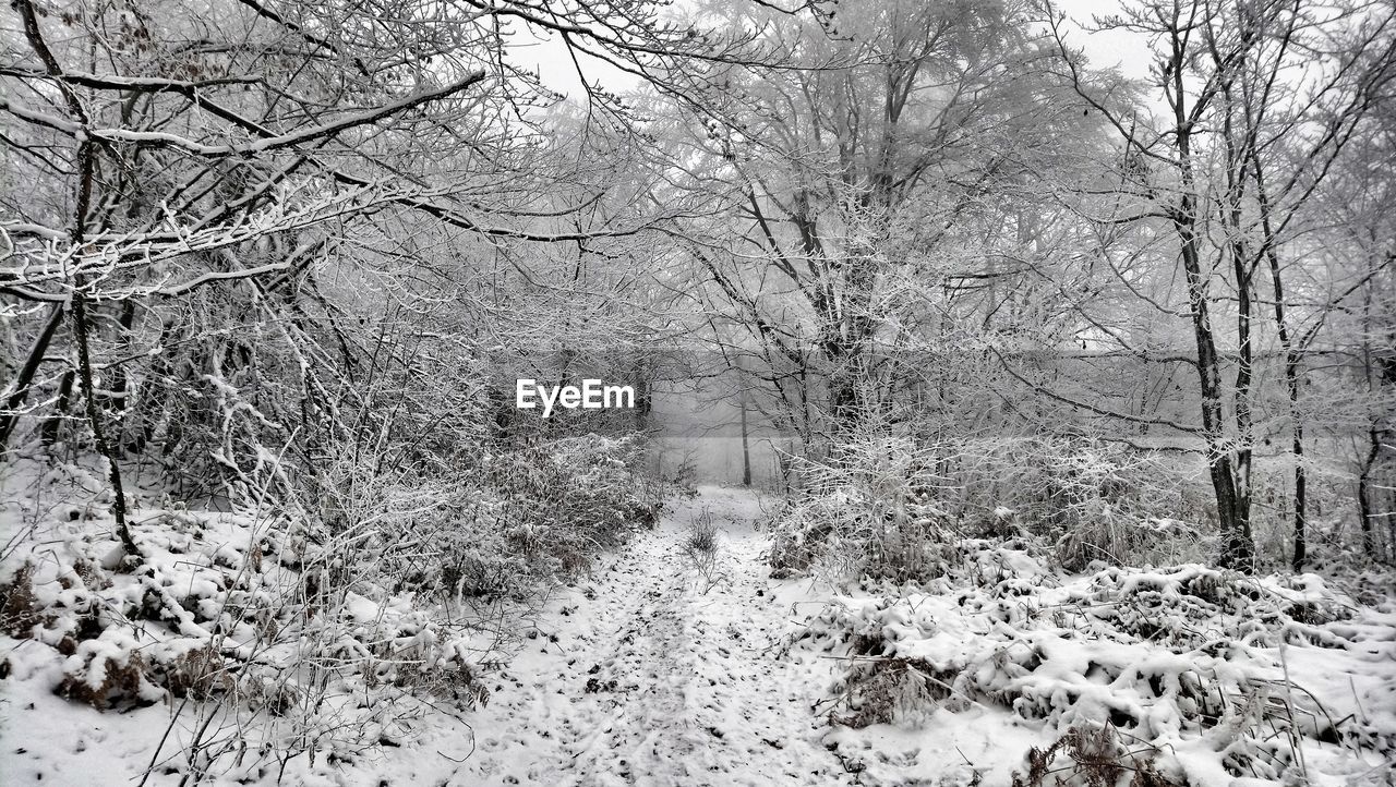 VIEW OF BARE TREES IN SNOW