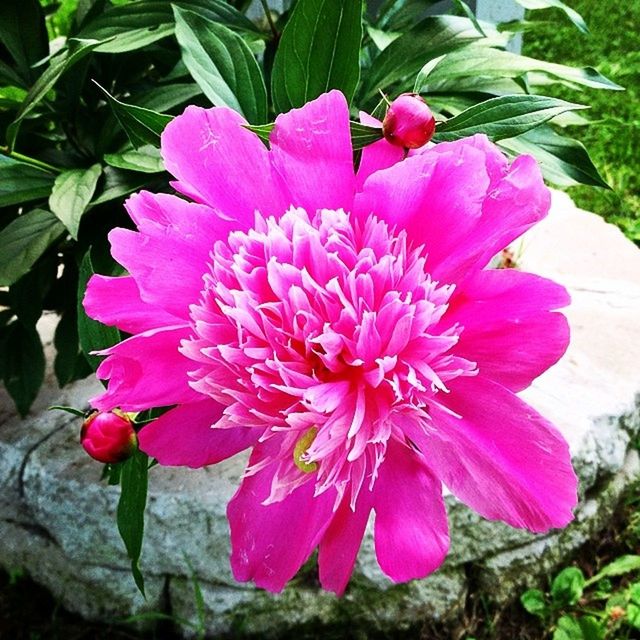 CLOSE-UP OF PINK FLOWERS BLOOMING OUTDOORS