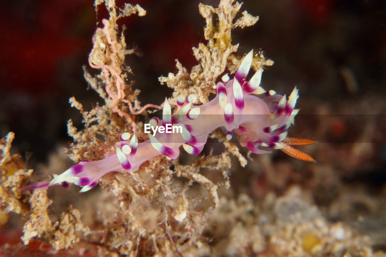 CLOSE-UP OF CORAL UNDERWATER