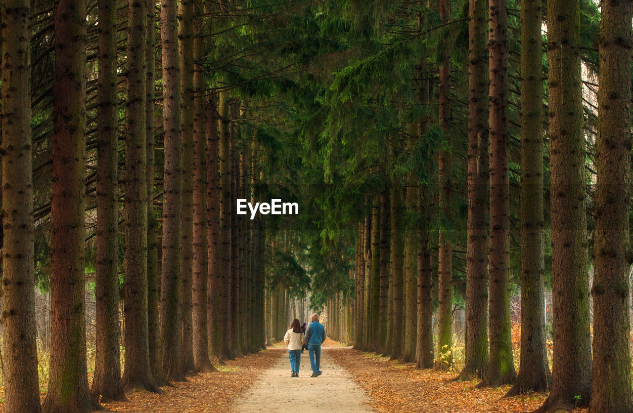 Rear view of person walking on walkway amidst  trees in forest