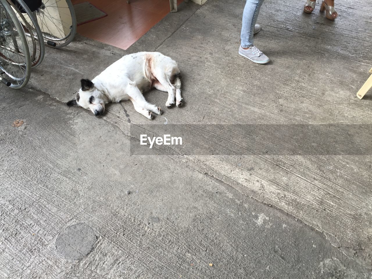 Low section of person standing by stray dog sleeping on street