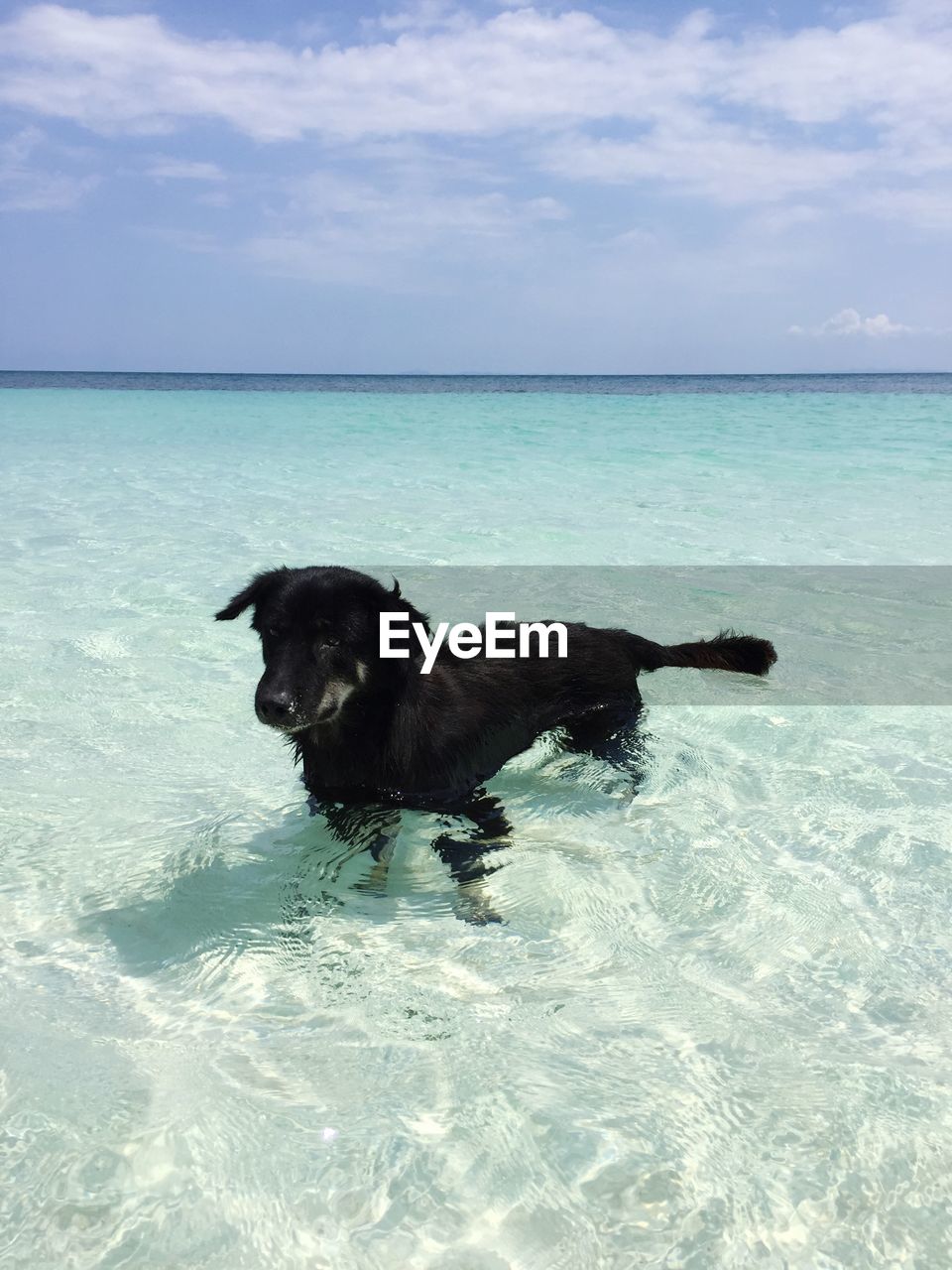 BLACK DOG IN SEA AGAINST SKY