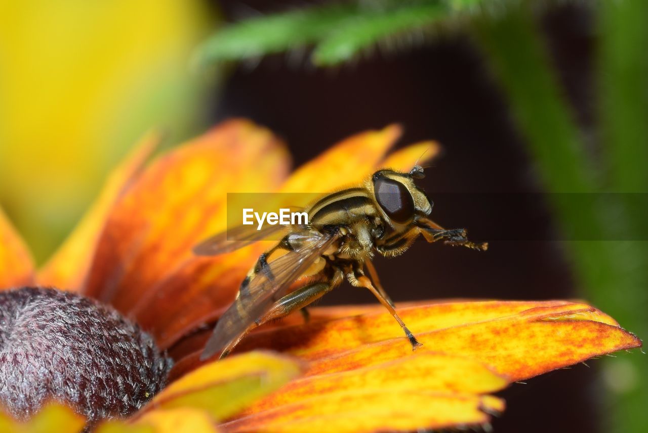 animal wildlife, animal themes, insect, animal, yellow, wildlife, close-up, nature, one animal, plant, macro photography, flower, beauty in nature, plant part, leaf, honey bee, bee, no people, flowering plant, fragility, freshness, pollen, focus on foreground, outdoors, animal wing, macro, selective focus, day, wasp, animal body part, petal, magnification, growth