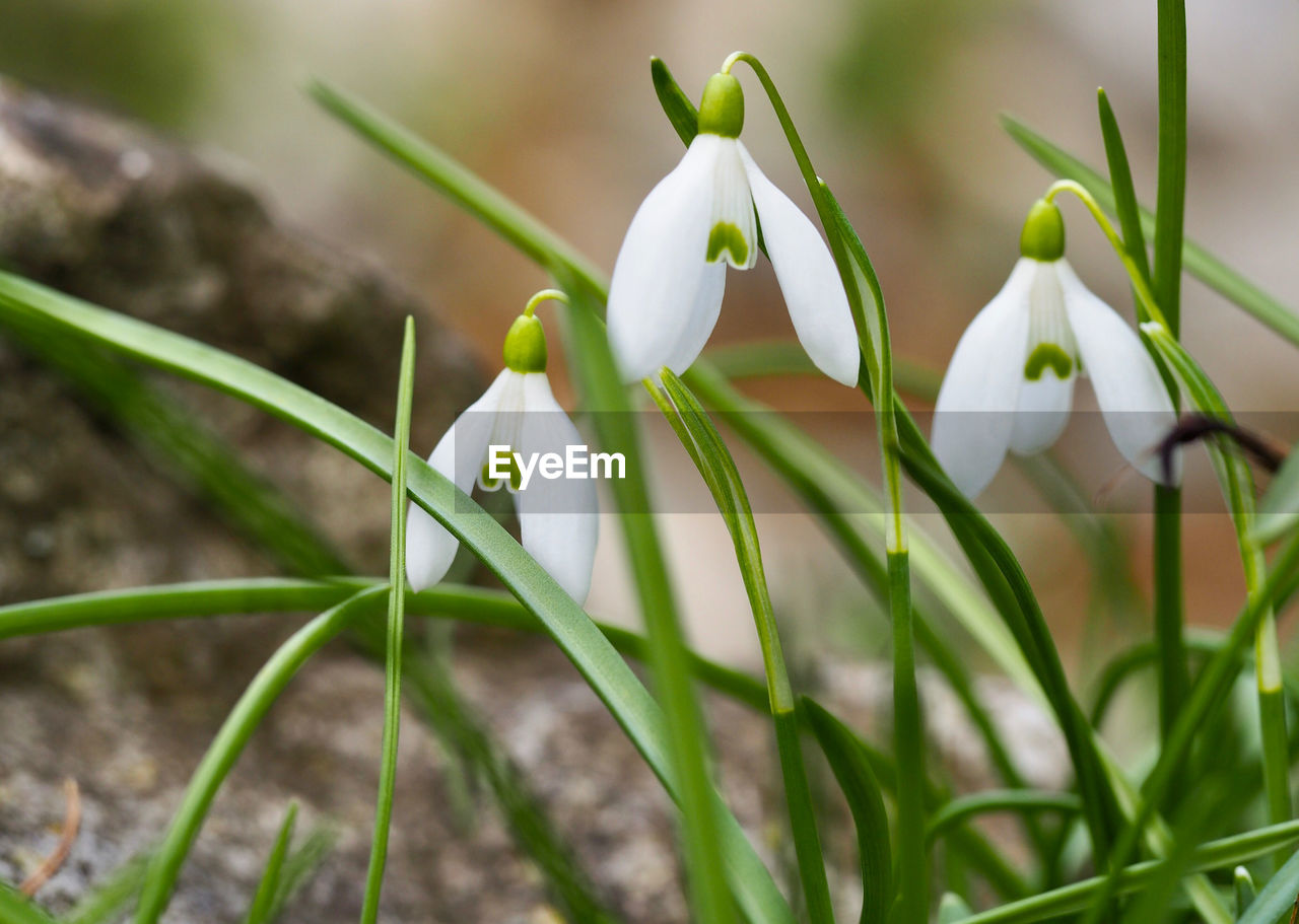 Close-up of white flowering plant