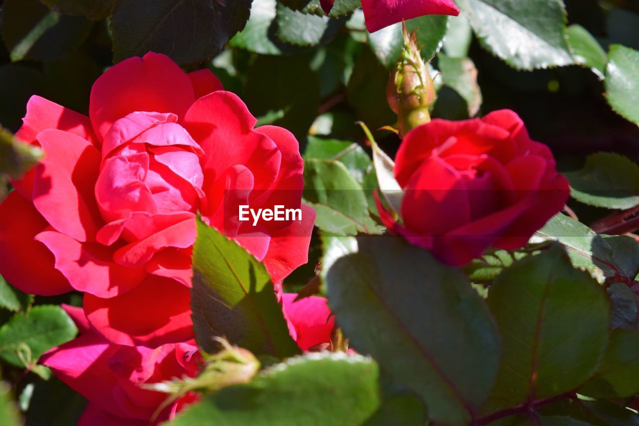 Close-up of pink flowers blooming outdoors