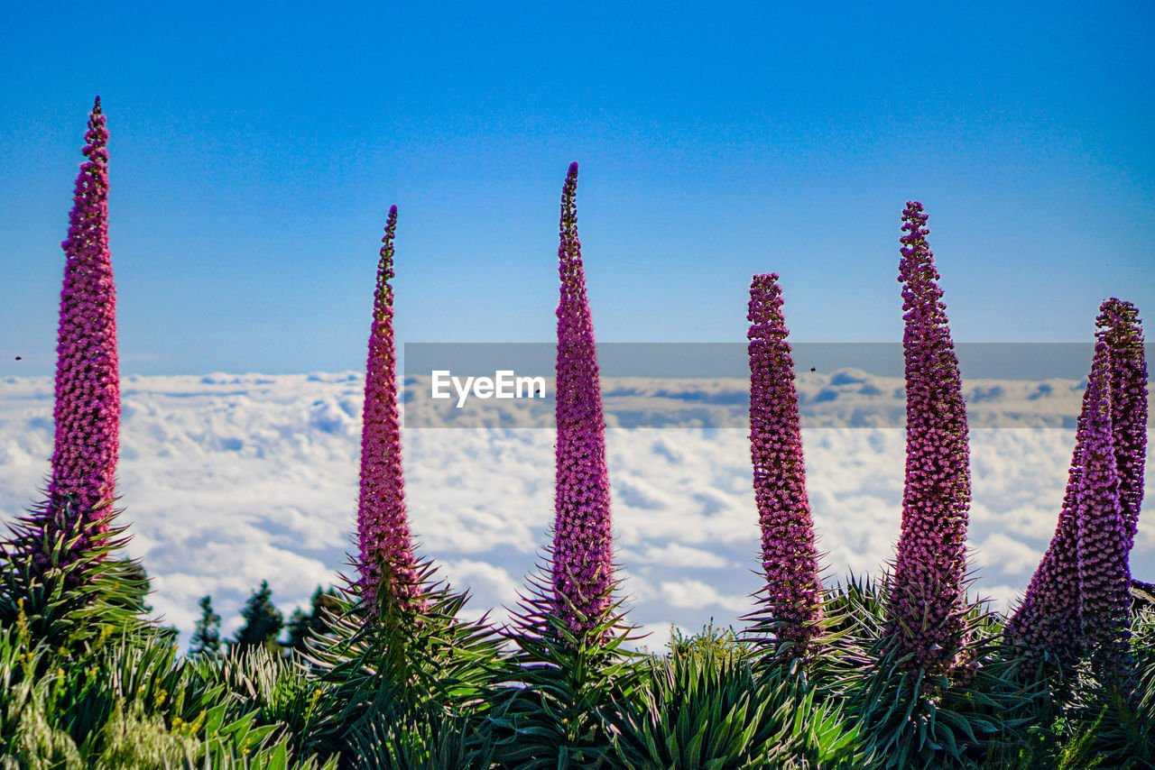 low angle view of plants against sky