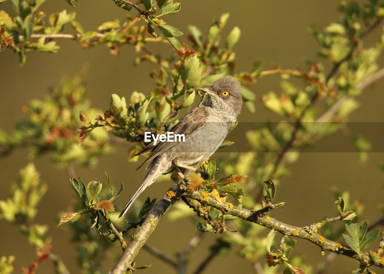 CLOSE-UP OF BIRD PERCHING ON A BRANCH