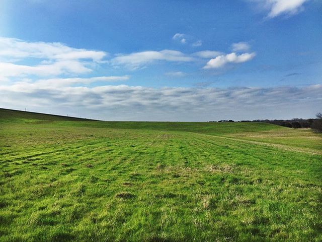 TREES ON GRASSY FIELD