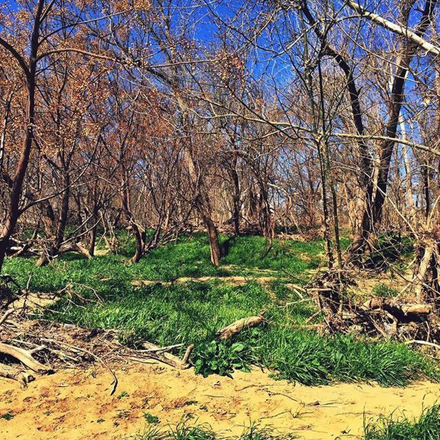 BARE TREES ON LANDSCAPE