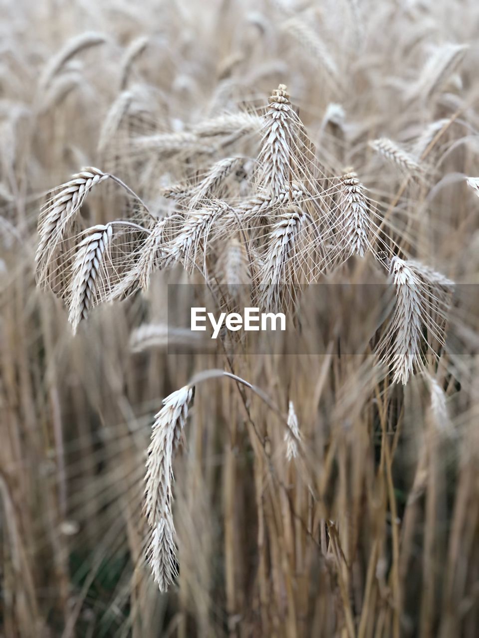 Close-up of wheat crops on field