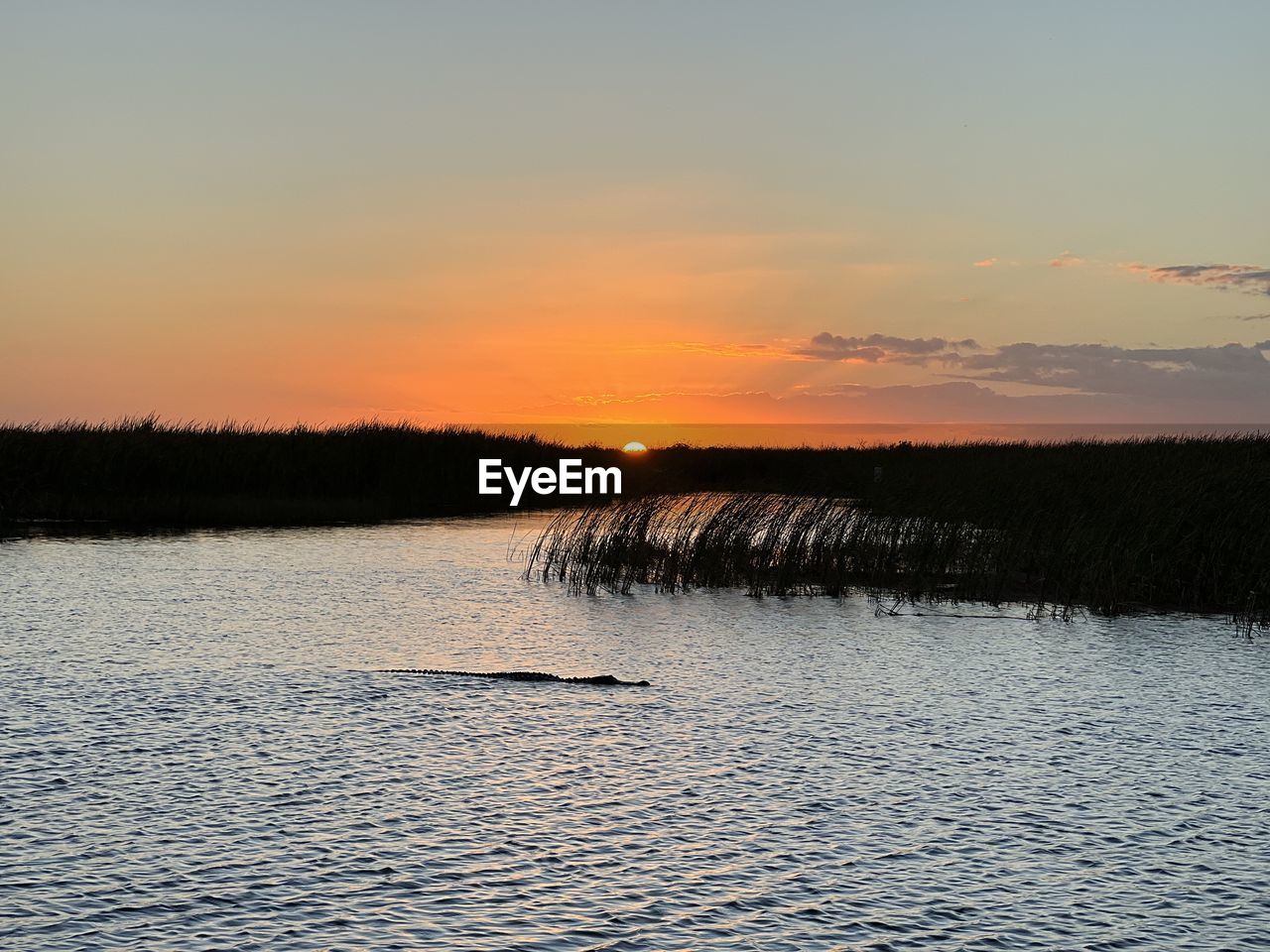 Gator cruising by a south florida sunset