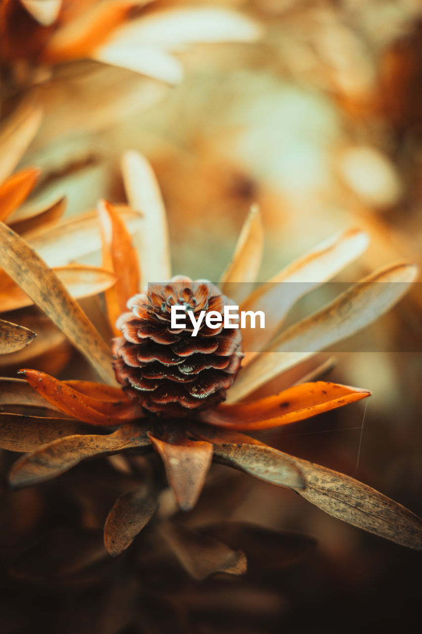 Close up of conebush flower head dried plant