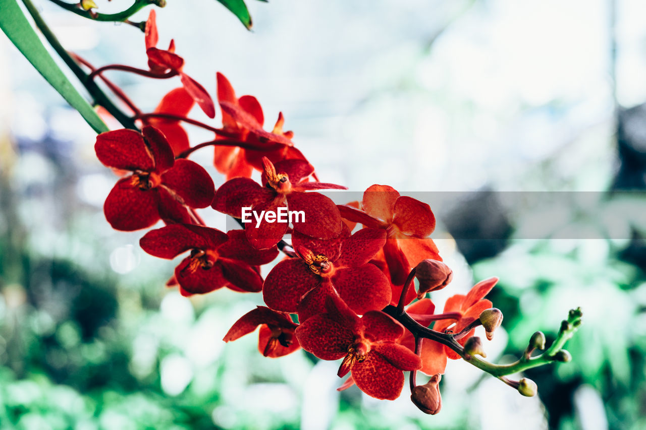 CLOSE-UP OF RED FLOWERS BLOOMING