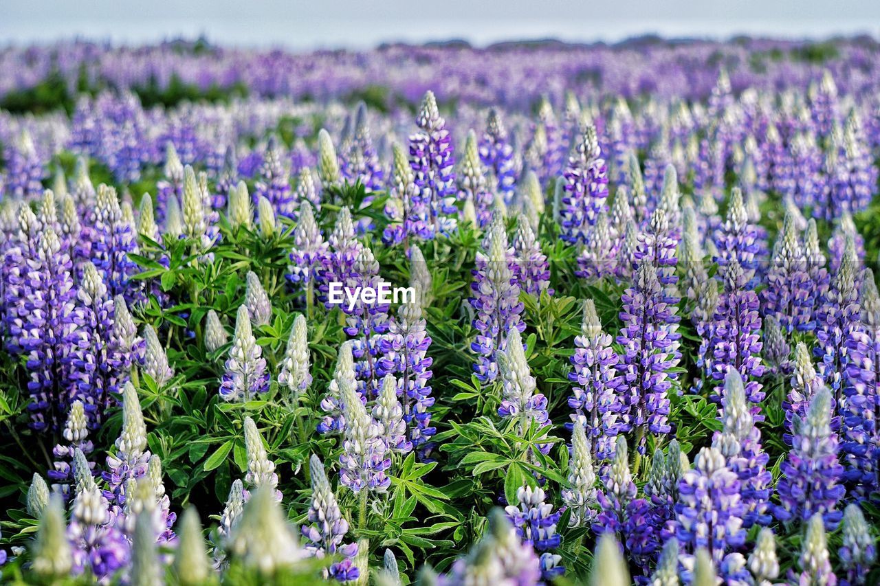 Beautiful lupines field in bloom during sunny day