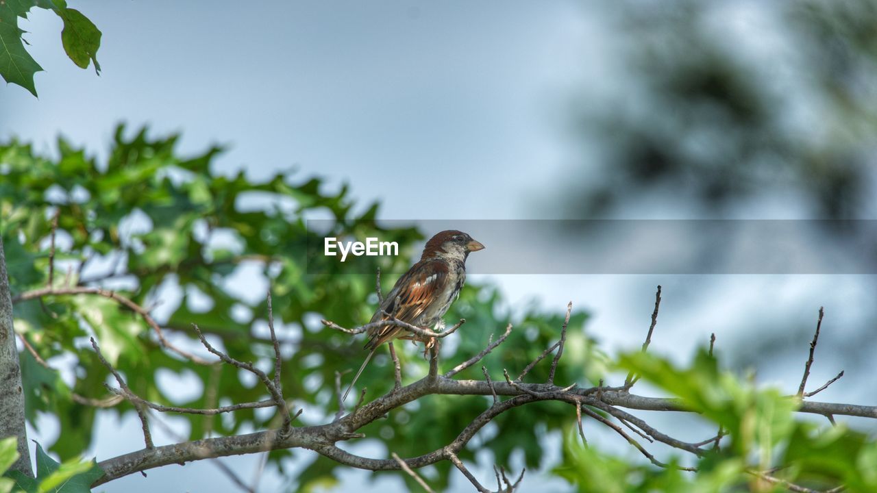 BIRD PERCHING ON A TREE