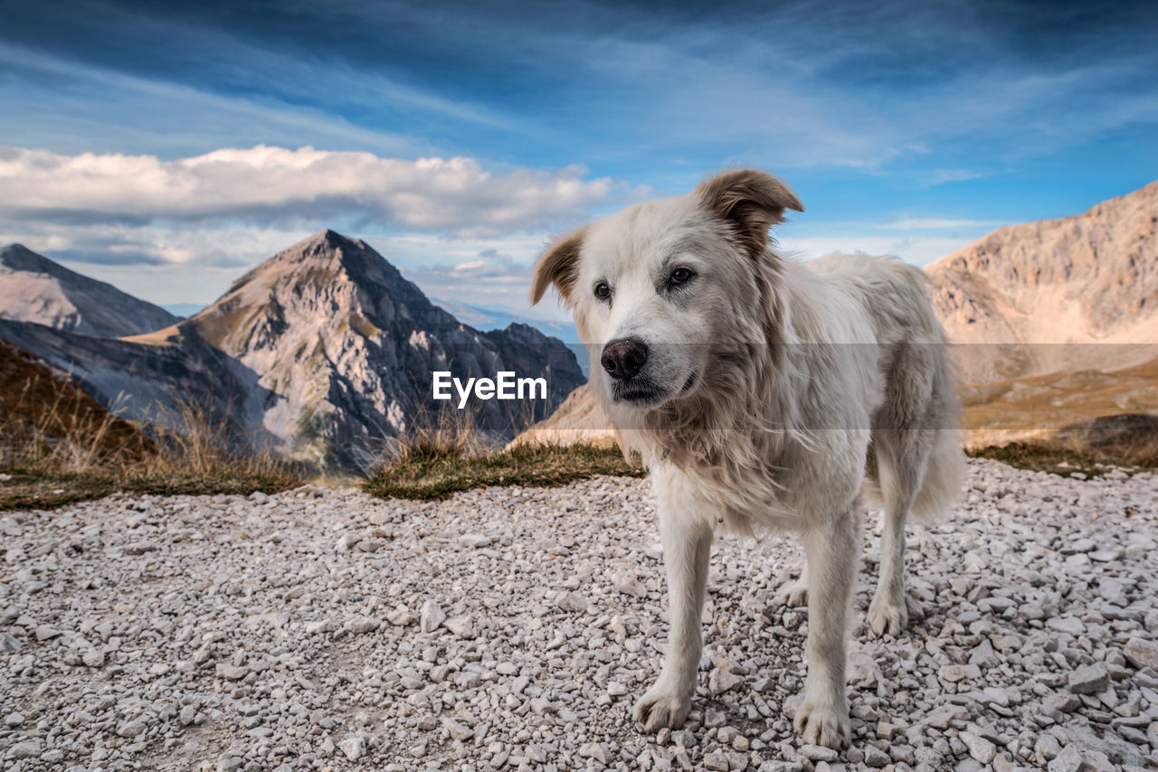 Portrait of a dog on mountain against sky