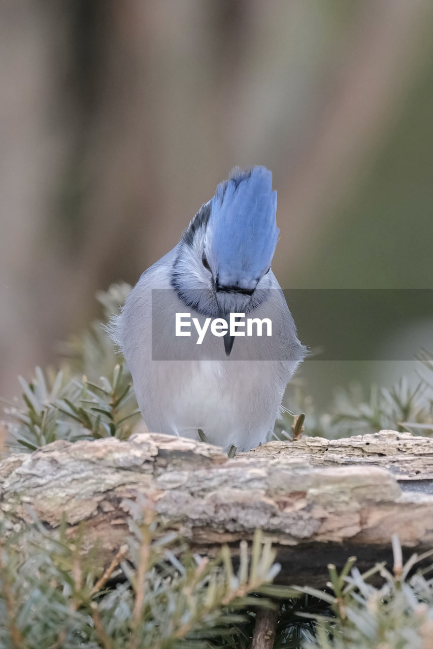 Bluejay perched